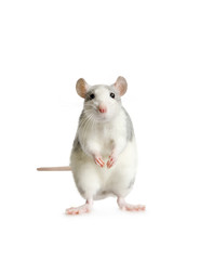 Cute rat standing on his hind legs over white