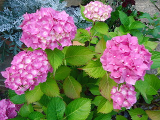 Pink hydrangea beautiful, the flower color, large inflorescence in the shape of a ball. Macro.