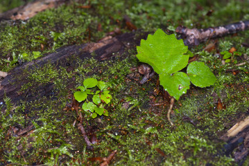 苔と草森の小道の足元の風景