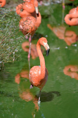 Pink flamingos, Phoenicopterus ruber, standing in a pool 