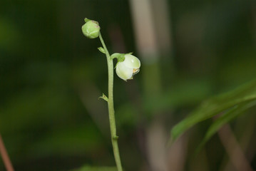 森の隅にひっそり咲くイチヤクソウの仲間