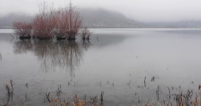 Trees growing in a lake in frosty weather.