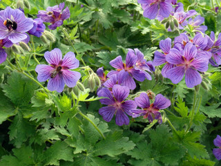 background of blooming blue purple garden geranium with bees and bumblebees