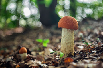 Leccinum albostipitatum