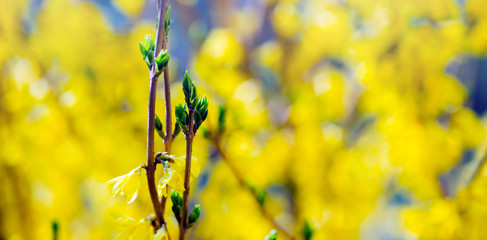 The first spring plants bloom