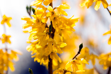 The first spring plants bloom
