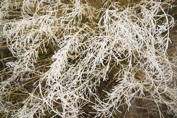 Frost on a plants