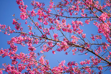Wild Himalayan Cherry ,Thailand  Cherry blossom