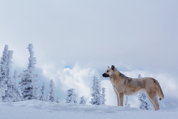 Fototapeta premium Lonely small grey dog in snowy forest