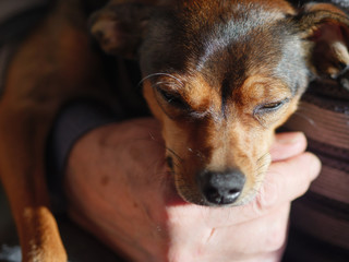Aged man playing with his dog.