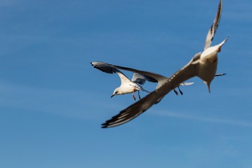 Lachmöwen im Flug (Larus ridibundus)