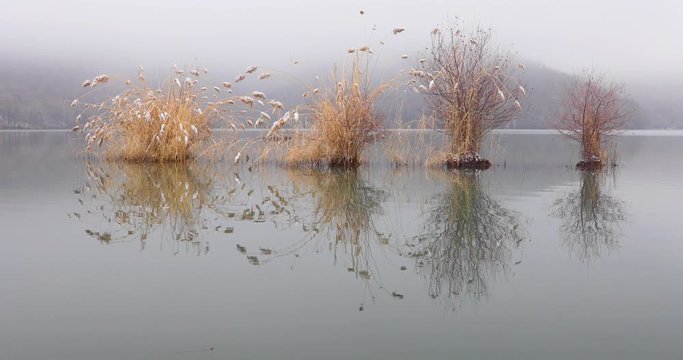 Trees growing in a lake in frosty weather.