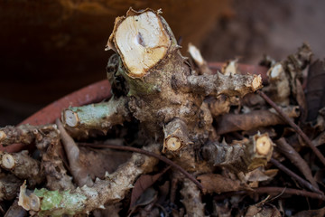 A little branch cut tree