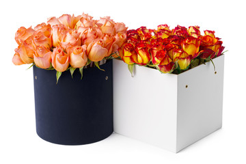 Beautiful boxes with fresh roses isolated on white background