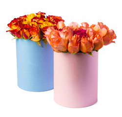 Beautiful boxes with fresh roses isolated on white background