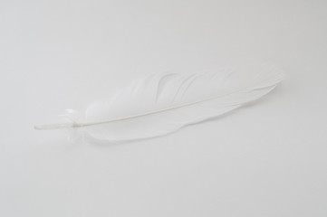 White feather on the light background.