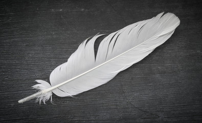 Feather on the dark background.