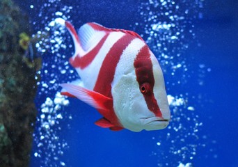 Emperor snapper fish in sea museum