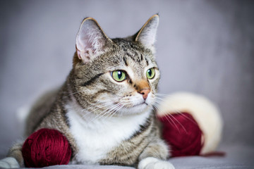 Fototapeta premium Tabby cat lies on a gray background with balls of yarn.