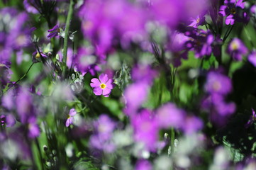 Violet flowers in the garden.