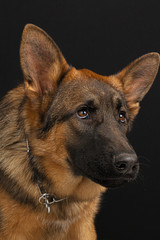 German shepherd dog portrait on black background