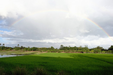 Rainbow over field in Thailand