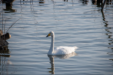 Swan