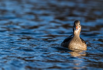 Mandarinente weibchen (Aix galericulata) im Schlosspark Charlottenburg in Berlin
