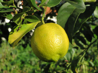 yellow lemon on the tree