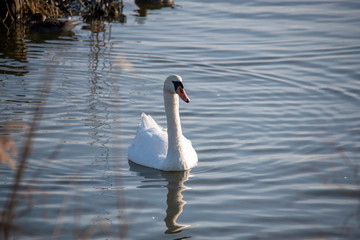 Swan