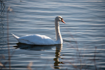 Swan