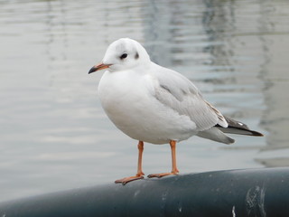 川岸の柵に留まるユリカモメの若鳥