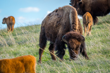 American Bison and its calf in the field of Custer State Park, South Dakota