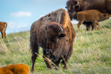 American Bison and its calf in the field of Custer State Park, South Dakota