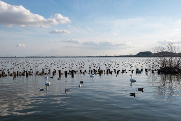 Swan
