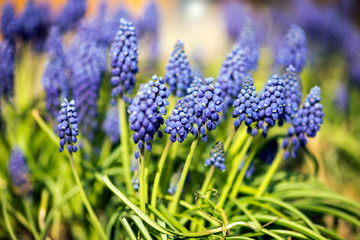 The first spring purple flowers