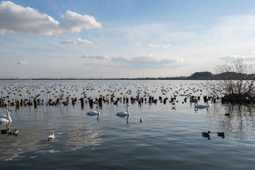 Naklejka premium Swan