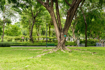 Very shady park in Bangkok.