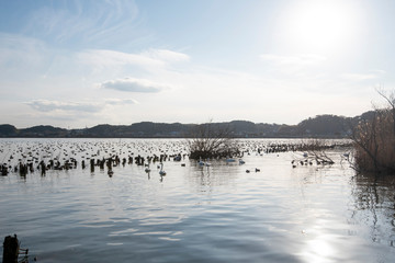 Naklejka premium Swan