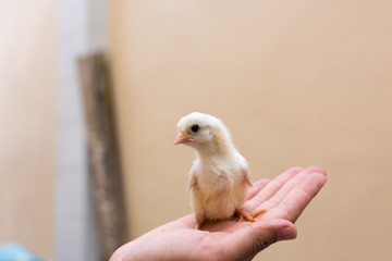 Cute chicks on hand