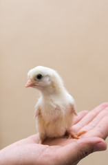 Cute chicks on hand