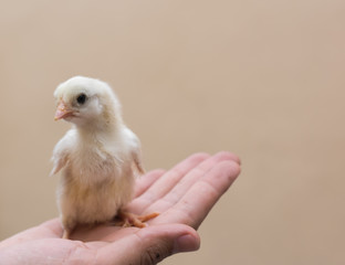 Cute chicks on hand
