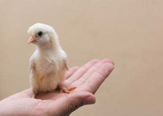 Cute chicks on hand