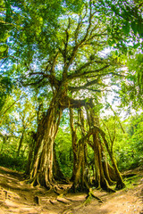 Big old trees in the forest