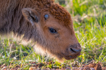 Fototapeta premium Red Dogs in the field of Custer State Park, South Dakota