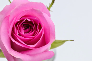 pink rose isolated on white background