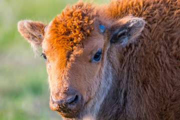 Red Dogs in the field of Custer State Park, South Dakota