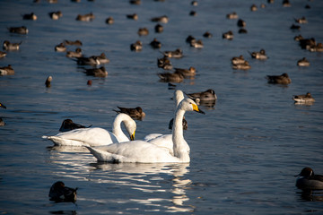 Fototapeta premium Swan bird