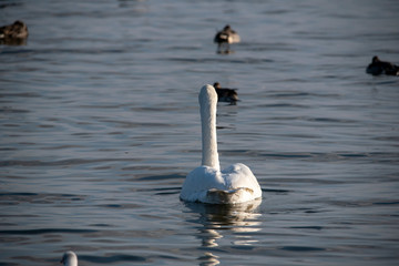 Swan  bird