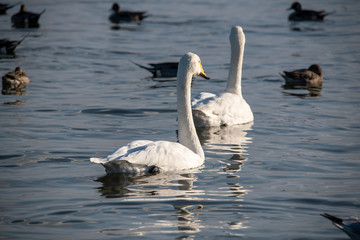 Fototapeta premium Swan bird